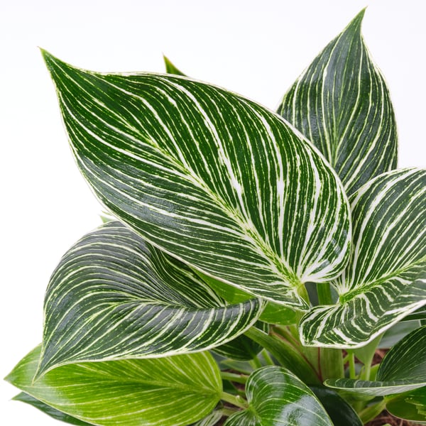 PHILODENDRON ”BIRKIN” Potted plant, Philodendron, 6 "