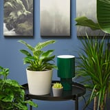 PHILODENDRON ”BIRKIN” Potted plant, Philodendron, 6 "