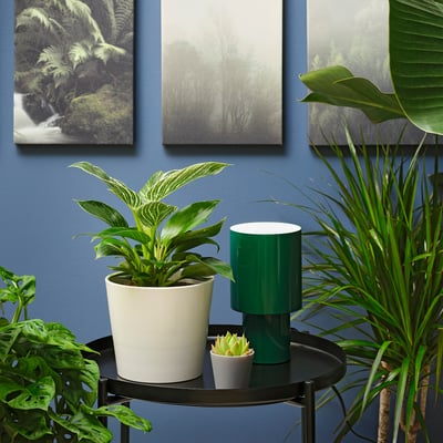 PHILODENDRON ”BIRKIN” Potted plant, Philodendron, 6 "