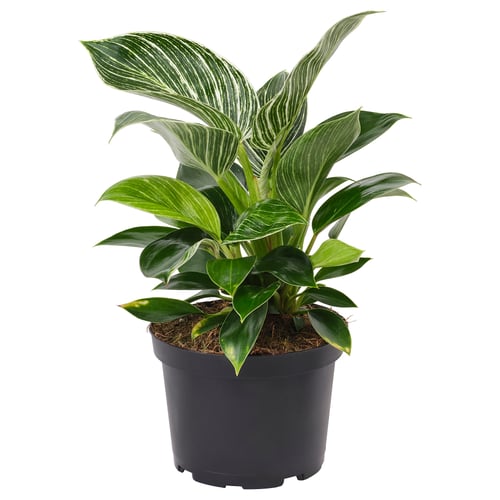PHILODENDRON ”BIRKIN” Potted plant, Philodendron, 6 "