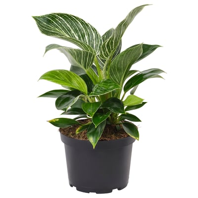 PHILODENDRON ”BIRKIN” Potted plant, Philodendron, 6 "