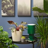 PHILODENDRON Potted plant, Philodendron pink, 6 "