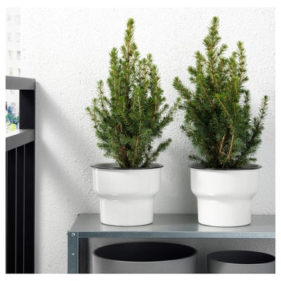 PICEA GLAUCA CONICA Potted plant, white spruce, 5 "