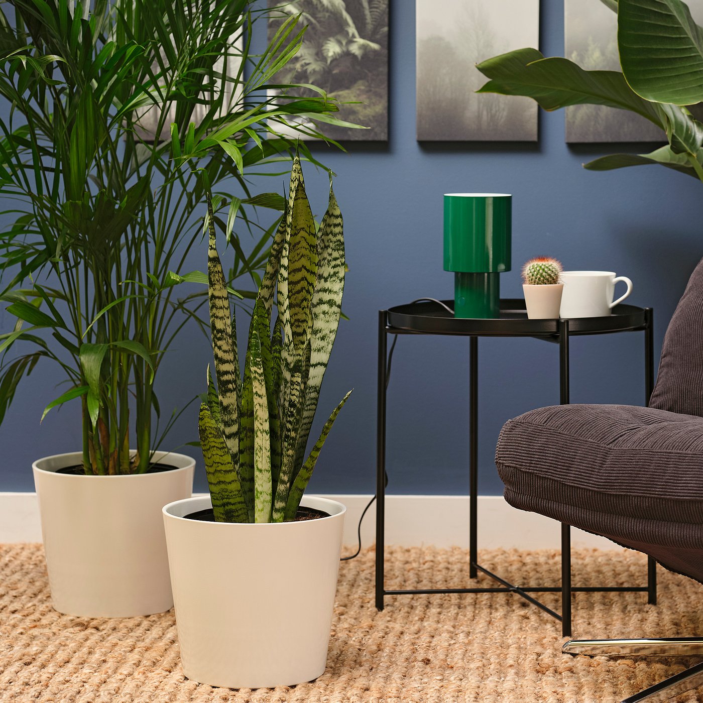 Potted plant, Mother-in-law's tongue 2