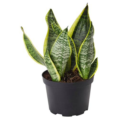 A potted snake plant, SANSEVIERIA TRIFASCIATA, in a dark plastic container with tall, upright, green leaves.
