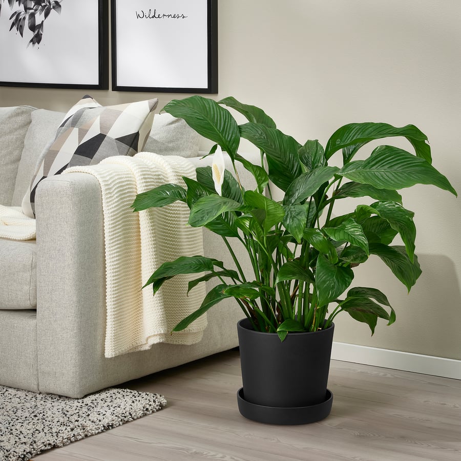 SMULGUBBE plant pot with saucer, indoor/outdoor black, 9 ½" IKEA