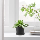 SMULGUBBE Plant pot with saucer, indoor/outdoor black, 2 ¼ "