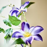 SMYCKA Artificial flower, indoor/outdoor clematis/blue, 38 ¼ "