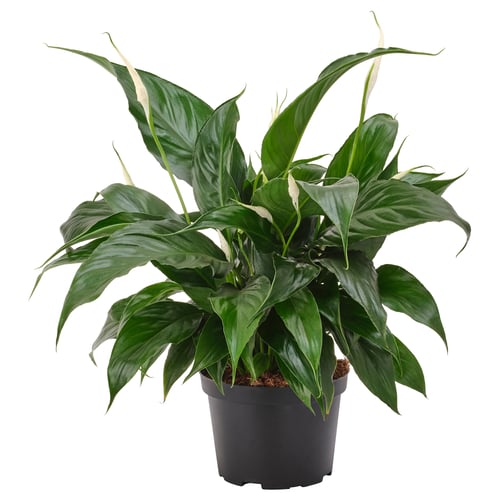 Potted green plant with broad leaves.