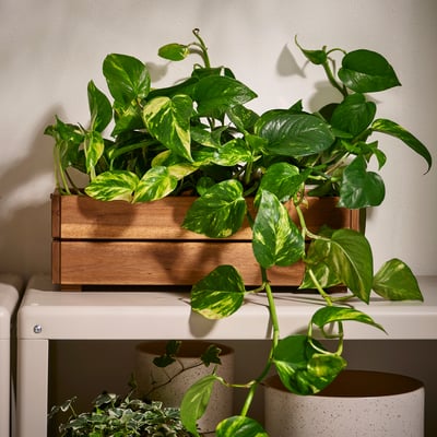 STJÄRNANIS Flower box, outdoor acacia, 17x6 "