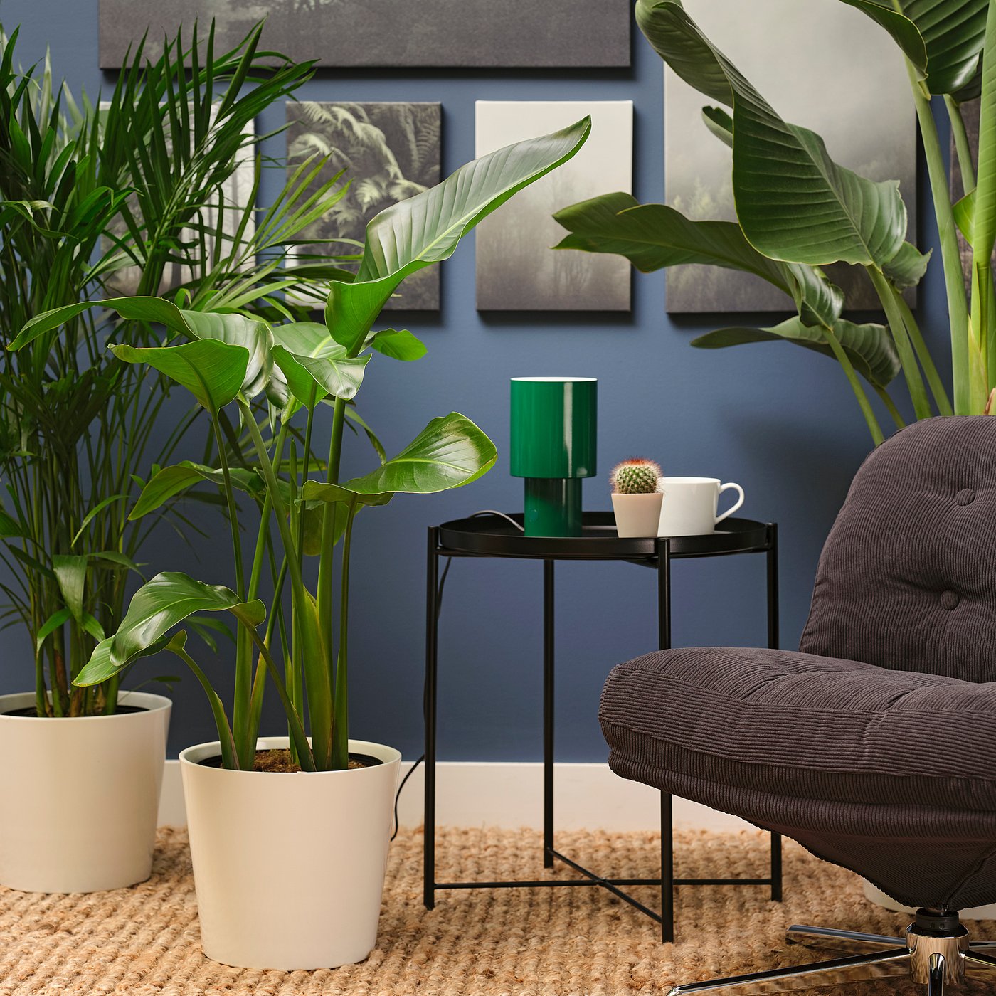 Potted plant, white bird of paradise 2