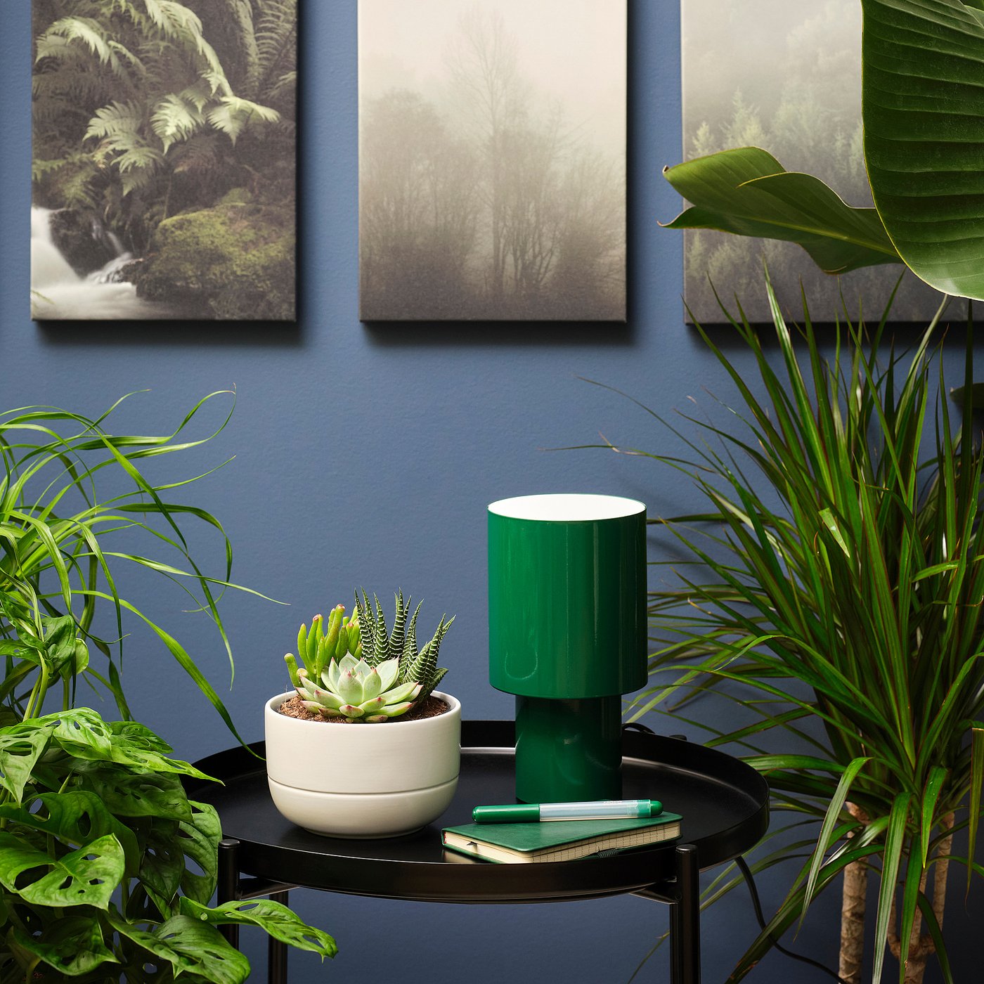 SUCCULENT plant with pot, arrangement/assorted species plants, 5