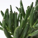 SUCCULENT Plant with pot, assorted species plants/Succulent, 2 ½ "
