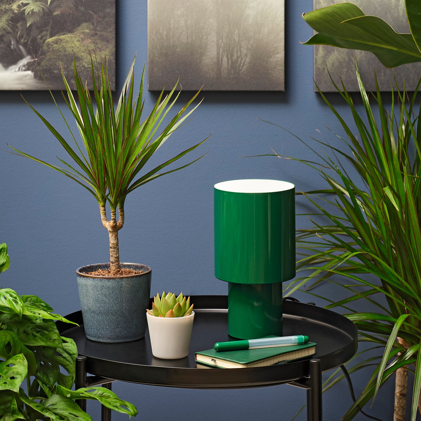 Plant with pot, assorted species plants/Succulent 2