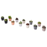 SUCCULENT Plant with pot, assorted species plants/Succulent, 2 ½ "