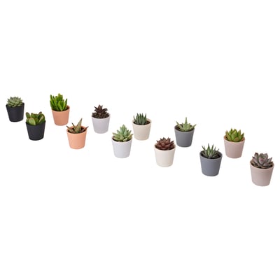 SUCCULENT Plant with pot, assorted species plants/Succulent, 2 ½ "