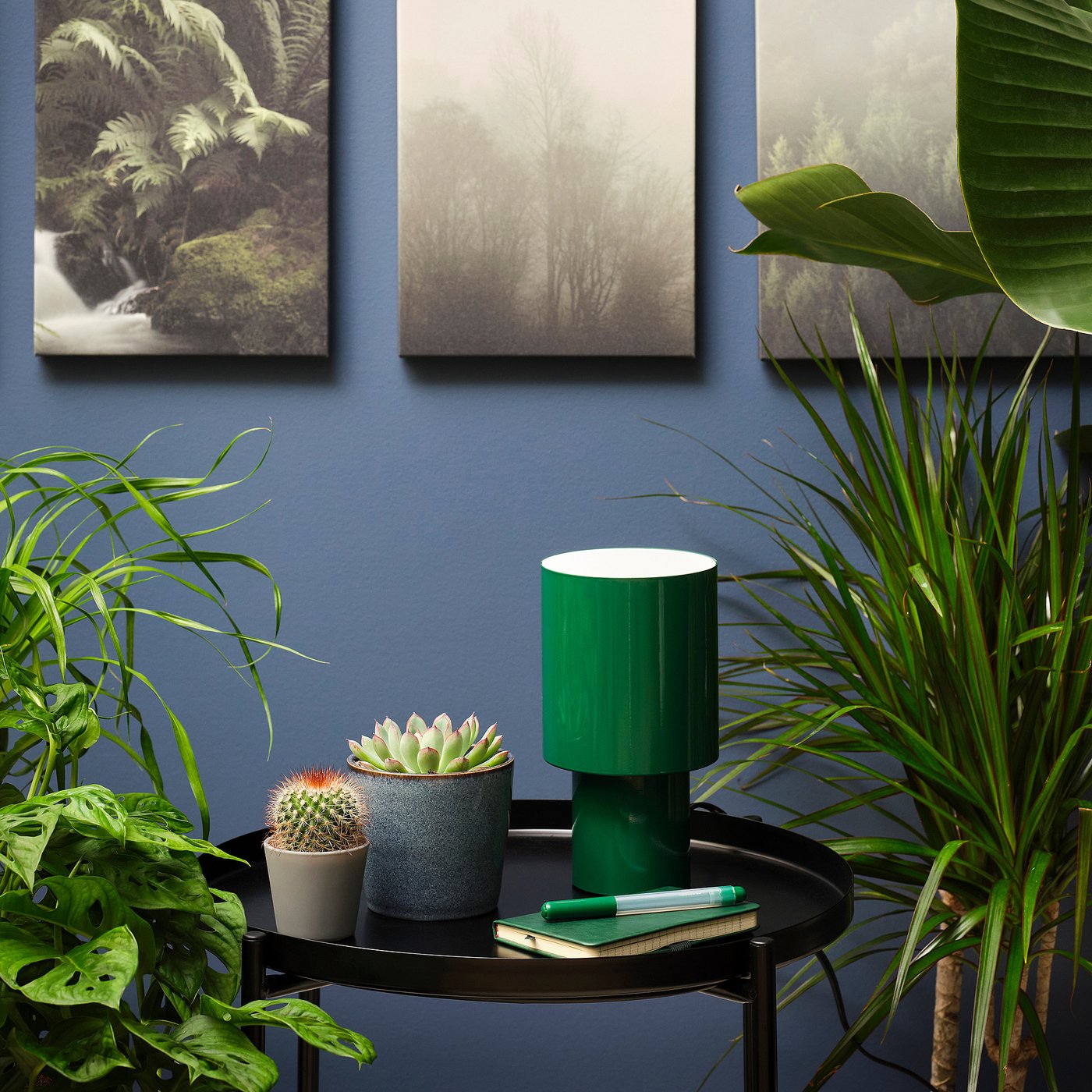 Potted plant, assorted species plants/Succulent 2