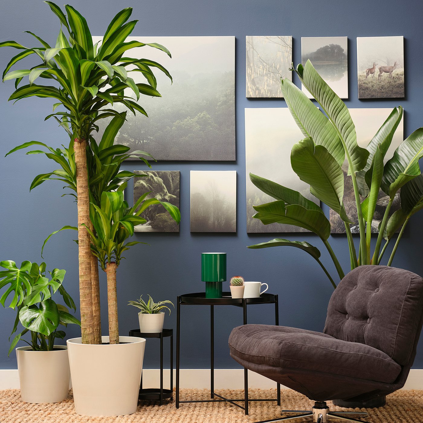 洋書 TROPICA: Exotic Plants and Trees Tropica: Color Cyclopedia of Exotic Plants and Trees From