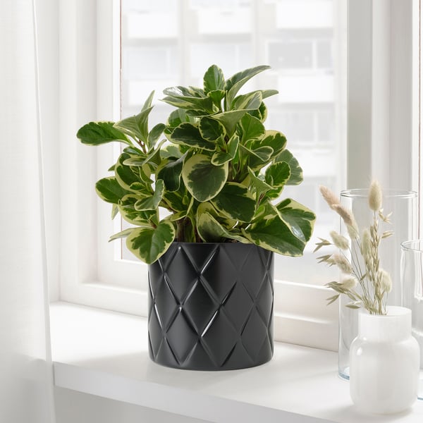 VINDFLÄKT Vase, black, 4 "