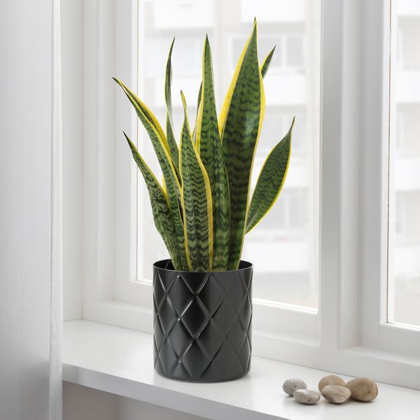 VINDFLÄKT Vase, black, 5 "