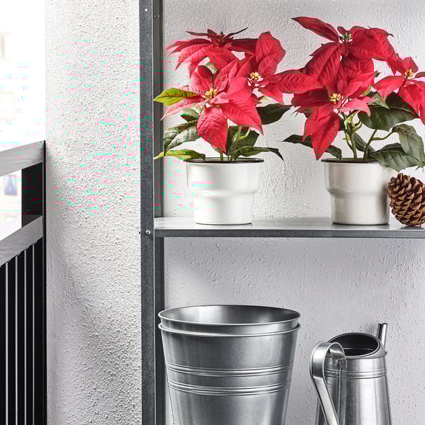 VINTERFINT Artificial potted plant, indoor/outdoor Poinsettia/red, 4 ¾ "
