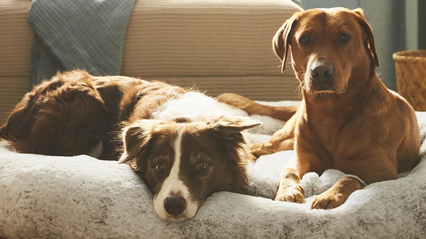 ikea dog chair