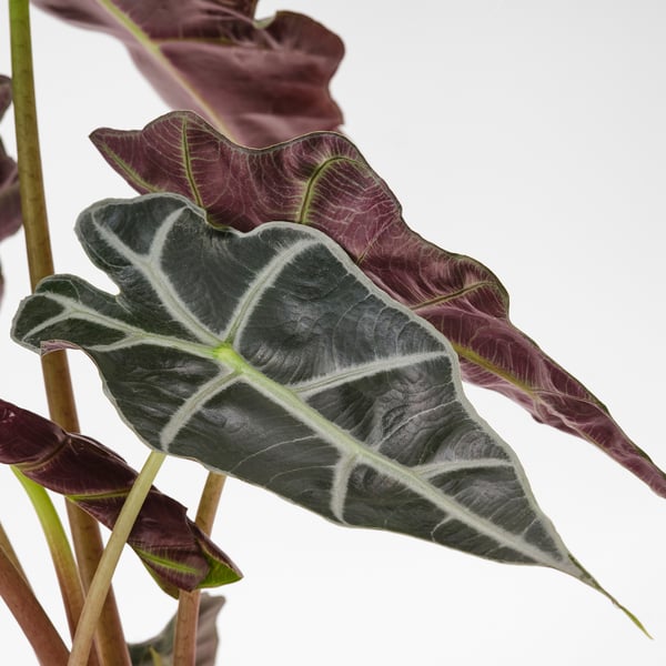 ALOCASIA AMAZONICA Planta en maceta, oreja de elefante, 6 "