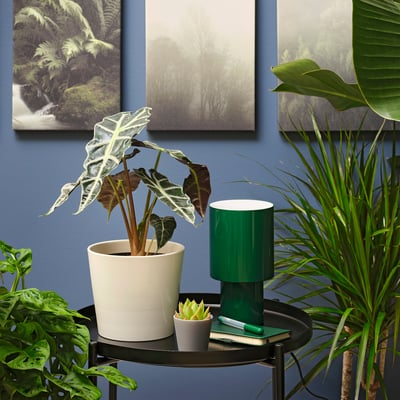 ALOCASIA AMAZONICA Planta en maceta, oreja de elefante, 6 "
