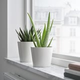 ALOE VERA Planta en maceta, Aloe, 4 "