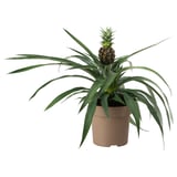 ANANAS Planta en maceta, piña, 5 "