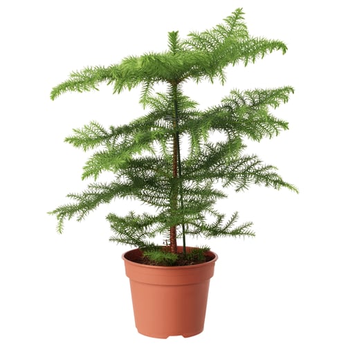 ARAUCARIA Planta en maceta, araucaria, 6 "