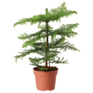 ARAUCARIA Planta en maceta, araucaria, 6 "