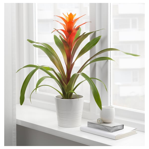 BROMELIACEAE Planta en maceta, Bromeliad, 4 ½ "