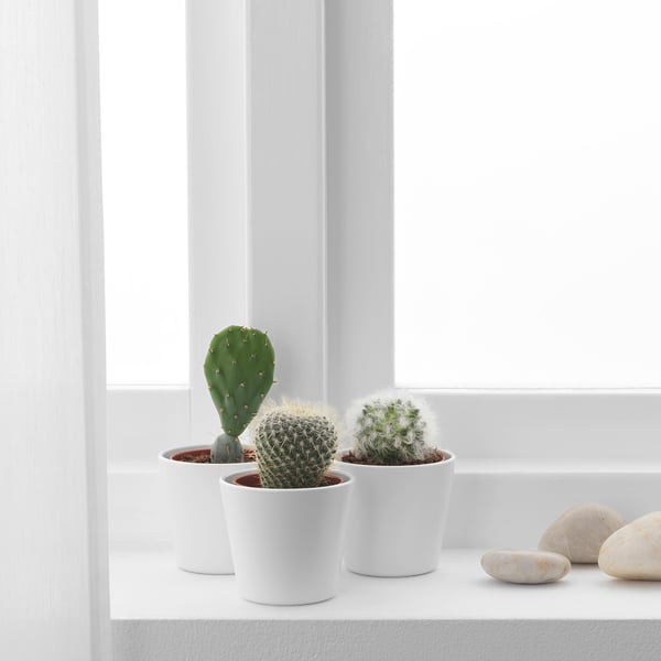 CACTACEAE Planta con maceta, cactus/varias plantas, 2 ¼ "