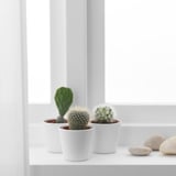CACTACEAE Planta con maceta, cactus/varias plantas, 2 ¼ "