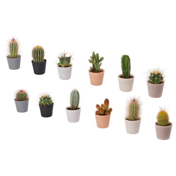 CACTACEAE Planta con maceta, cactus/varias plantas, 2 ¼ "