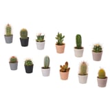CACTACEAE Planta con maceta, cactus/varias plantas, 2 ¼ "