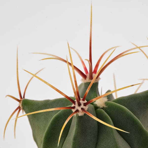 CACTACEAE Planta con maceta, cactus/varias plantas, 2 ¼ "
