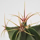 CACTACEAE Planta con maceta, cactus/varias plantas, 2 ¼ "