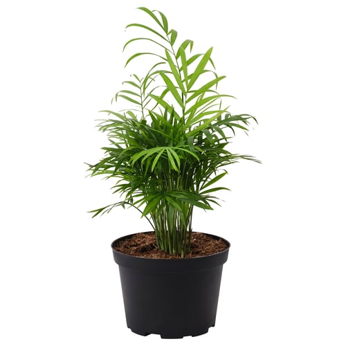 CHAMAEDOREA ELEGANS Planta en maceta, palmera de salón, 6 "