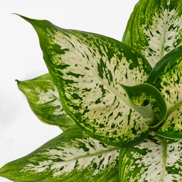 DIFFENBACHIA Planta en maceta, galatea varias plantas, 6 "