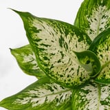 DIFFENBACHIA Planta en maceta, galatea varias plantas, 6 "