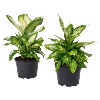 DIFFENBACHIA Planta en maceta, galatea varias plantas, 6 "