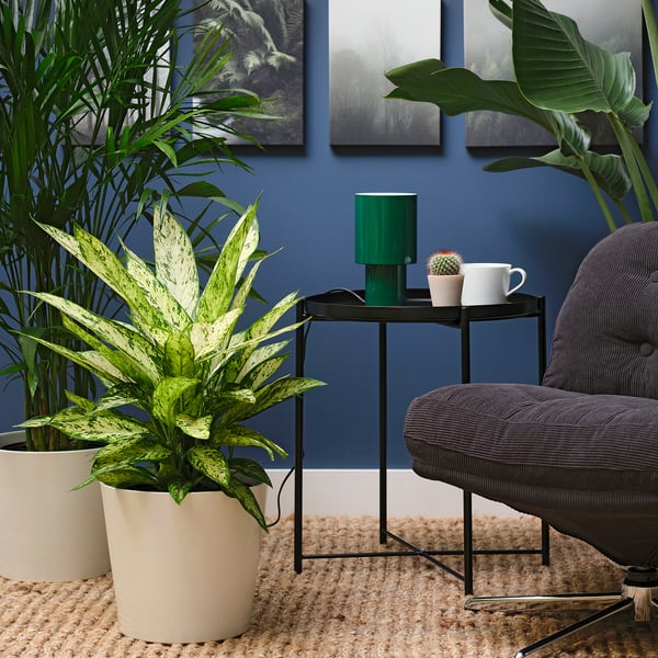 DIFFENBACHIA Planta en maceta, galatea, 9 "