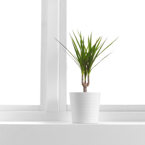 DRACAENA MARGINATA Planta en maceta, Drácena Marginata/1 tallo, 4 ¼ "