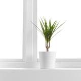 DRACAENA MARGINATA Planta en maceta, Drácena Marginata/1 tallo, 4 ¼ "