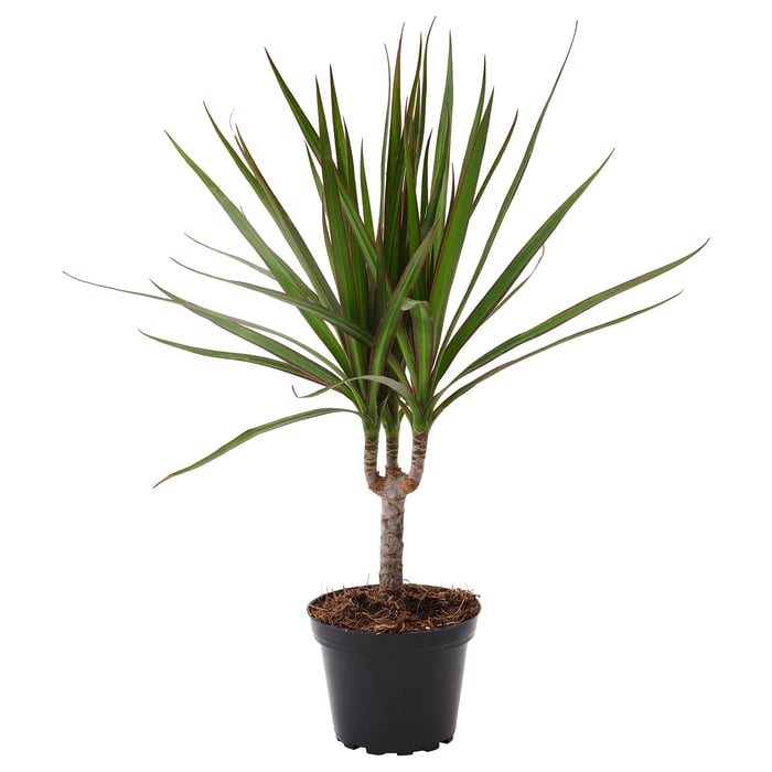 DRACAENA MARGINATA planta en maceta, Drácena Marginata/1 tallo, 4 ¼" - IKEA