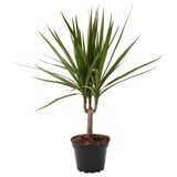 DRACAENA MARGINATA Planta en maceta, Drácena Marginata/1 tallo, 4 ¼ "