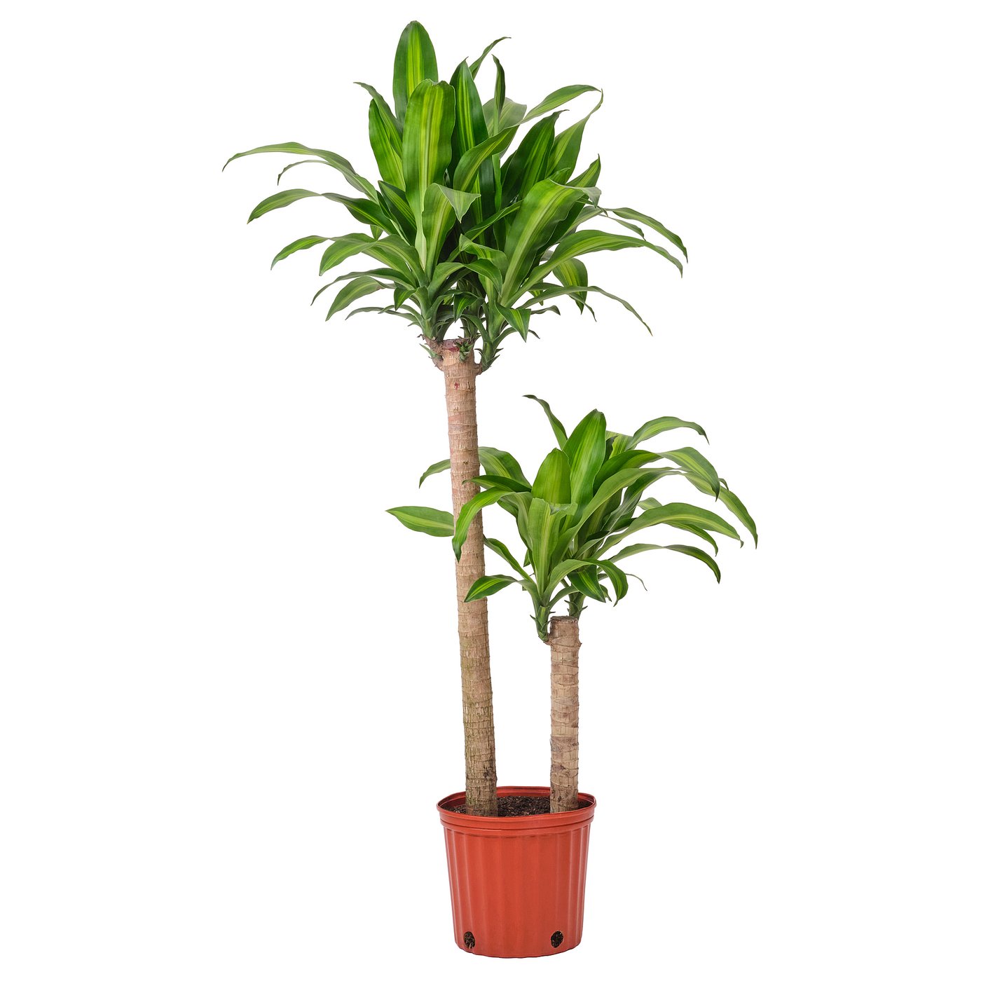 DRACAENA MASSANGEANA Planta en maceta, Tronco de Brasil 2 tallos, 9 "