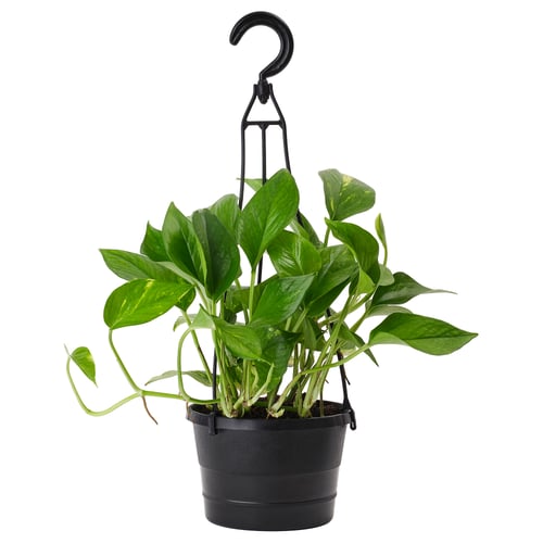 EPIPREMNUM Planta colgante, pothos, 6 "